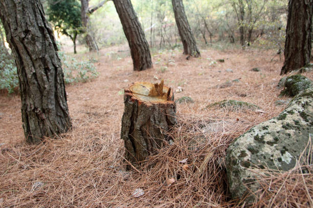 How Our Tree Care Process Works  in  Auburn, NE